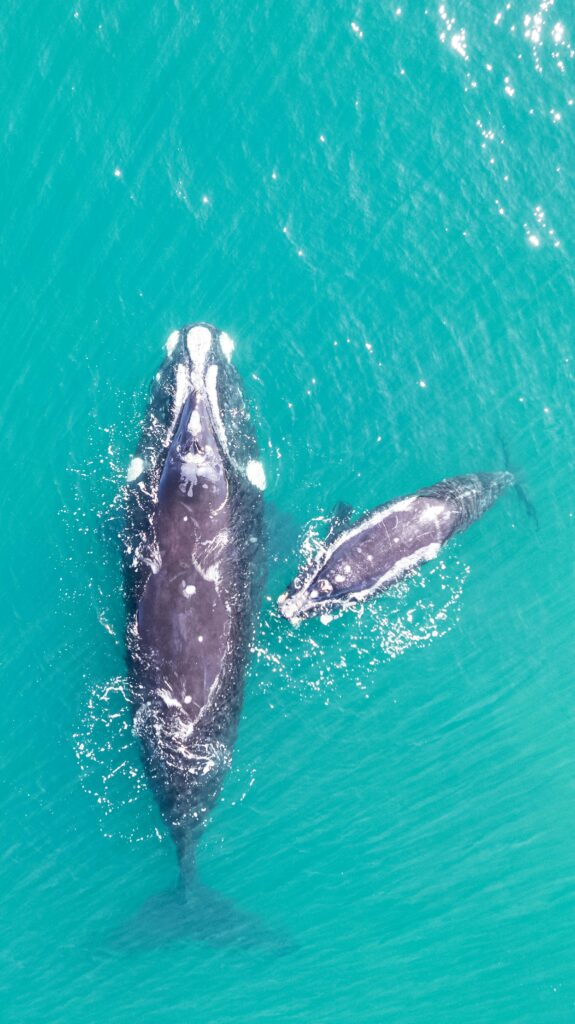 <img loading= Baleia-franca e filhote avistados próximos à costa durante a temporada em Santa Catarina.